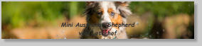 Mini Australian Shepherd vom Lottehof